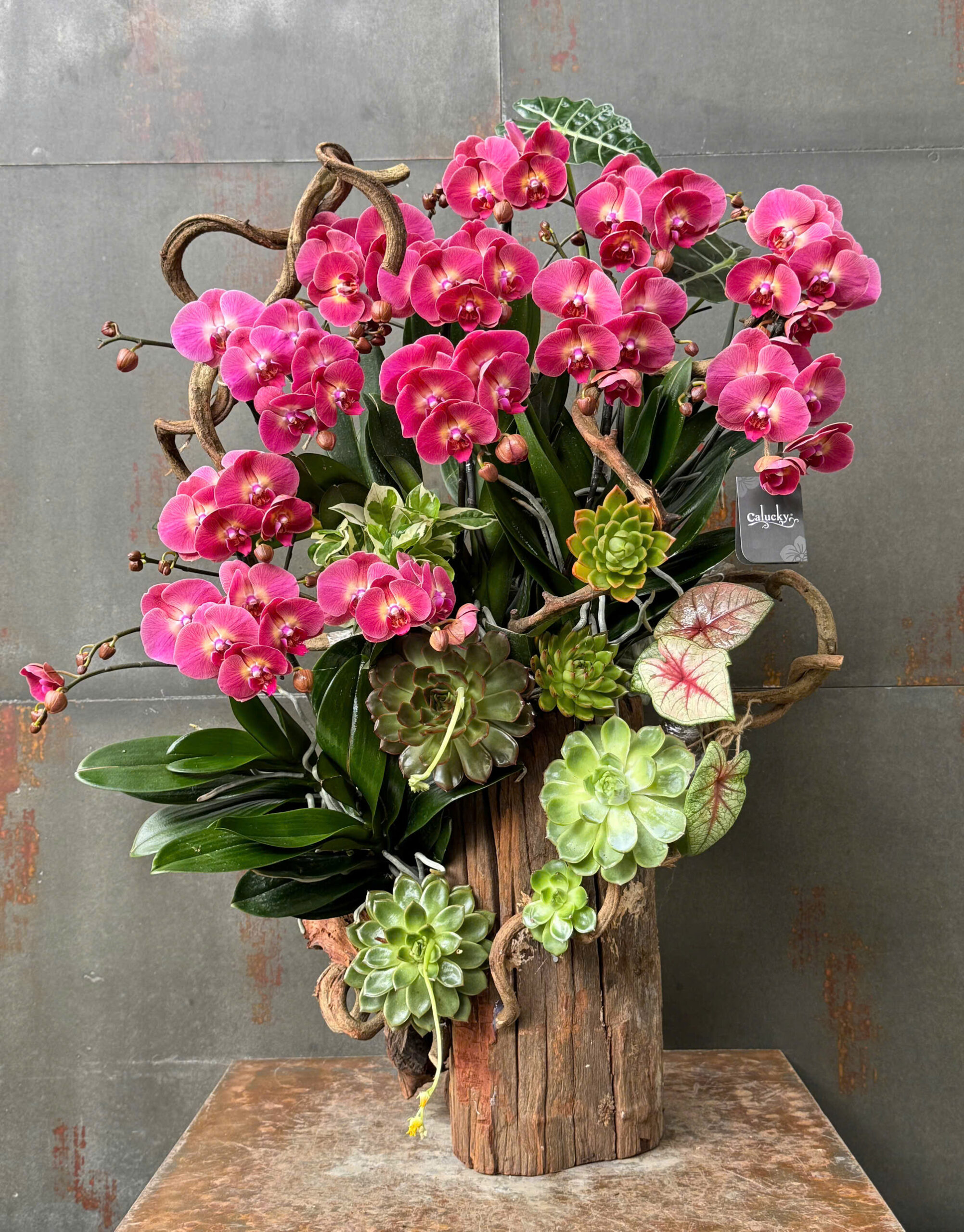 Chậu Lan Hồ Điệp KG188