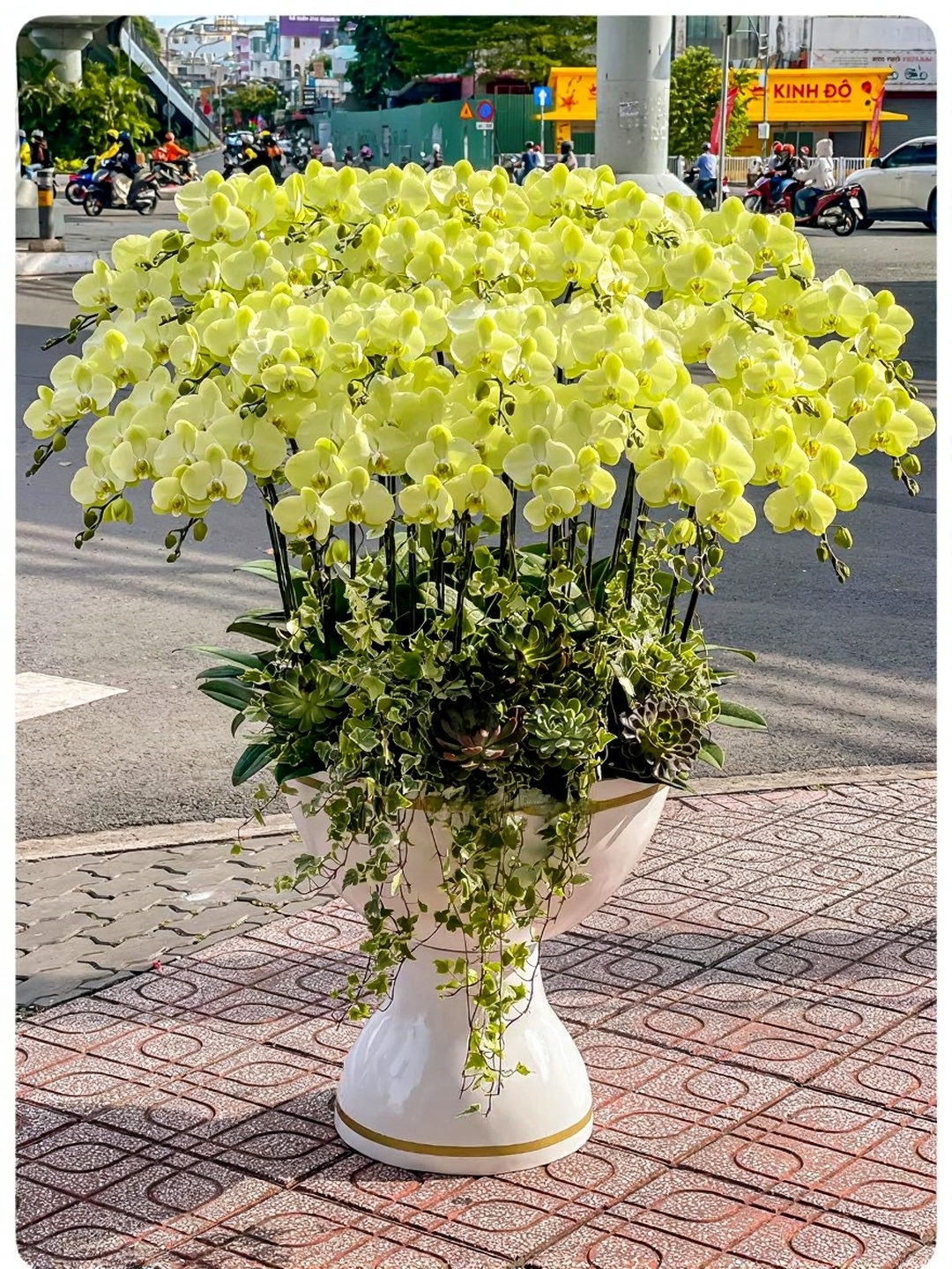 Chậu Lan Hồ Điệp KG217