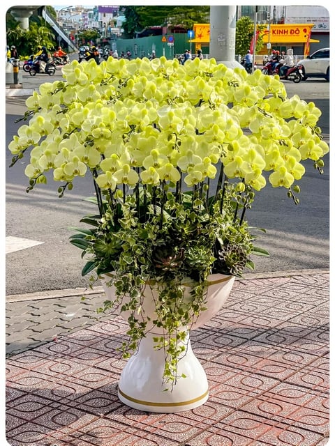 Chậu Lan Hồ Điệp KG217