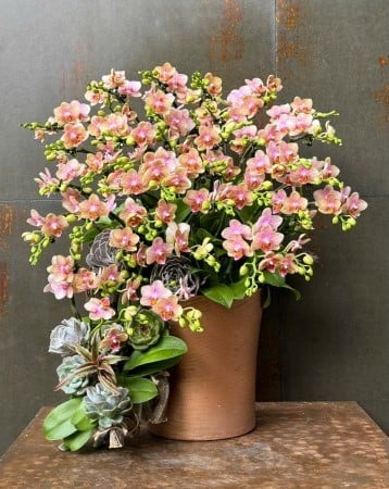 Chậu Lan Hồ Điệp KG204