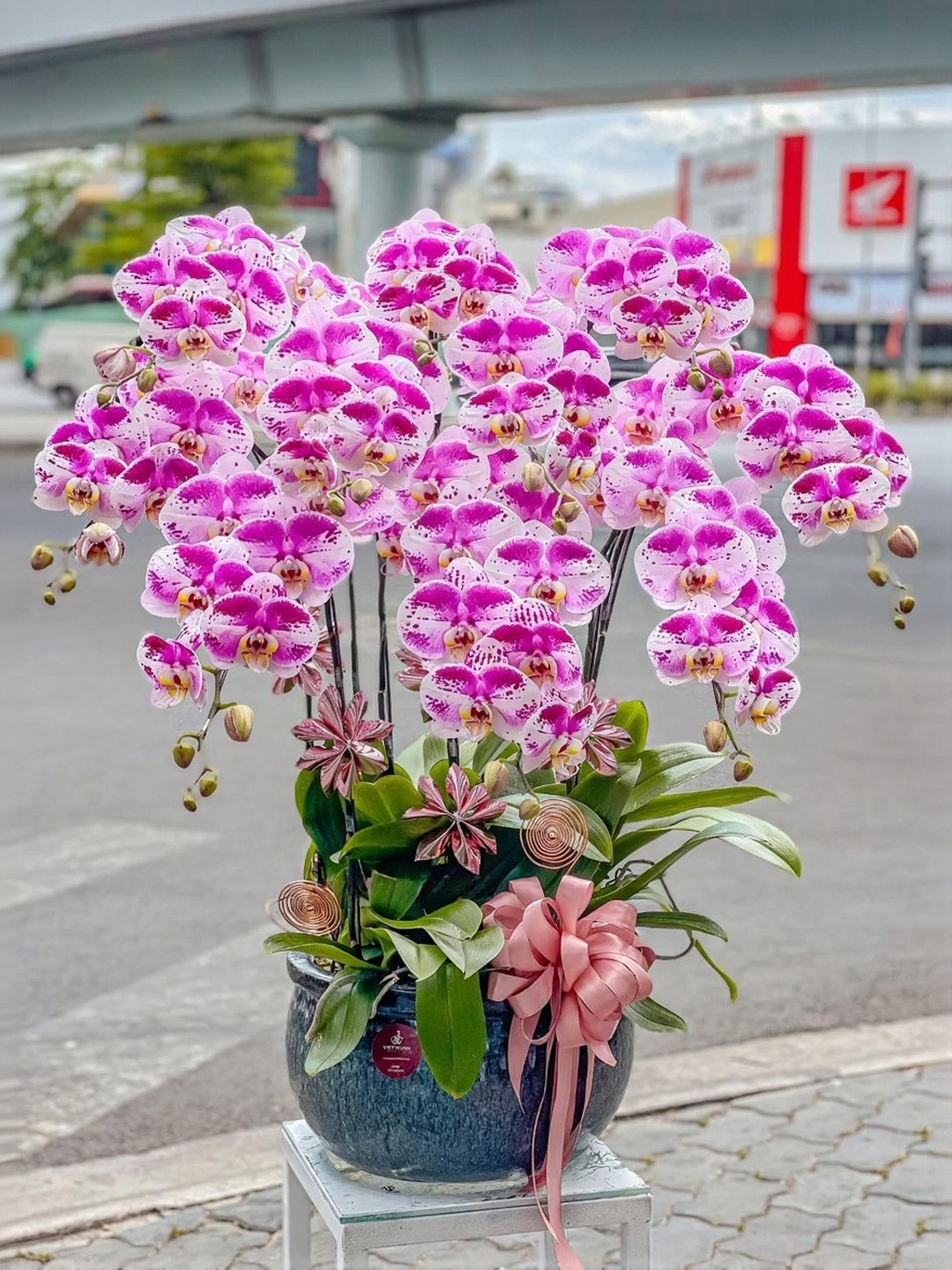 Chậu Lan Hồ Điệp KG254