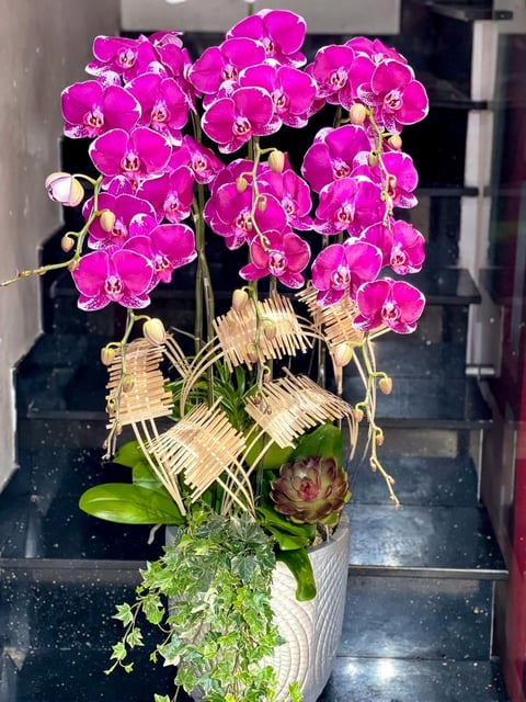 Chậu Lan Hồ Điệp KG244