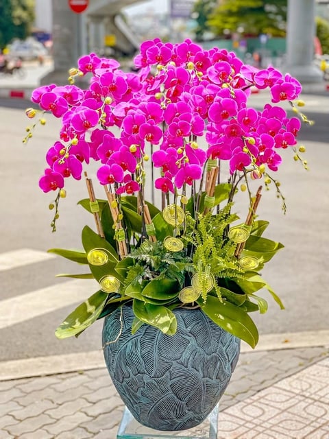 Chậu Lan Hồ Điệp KG233