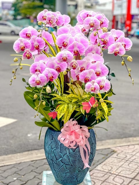 Chậu Lan Hồ Điệp KG236
