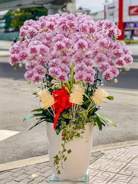 Chậu Lan Hồ Điệp KG240