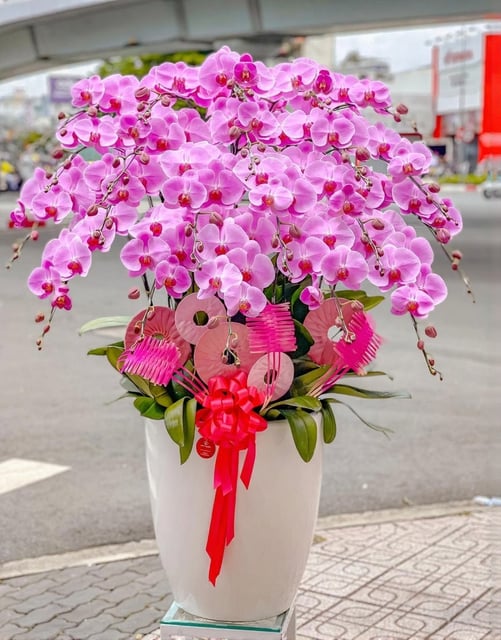 Chậu Lan Hồ Điệp KG221