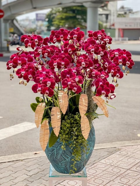 Chậu Lan Hồ Điệp KG224
