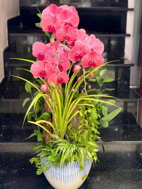 Chậu Lan Hồ Điệp KG247