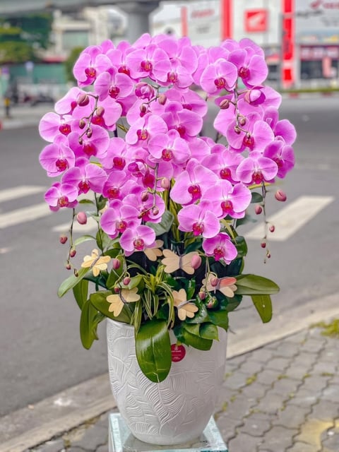 Chậu Lan Hồ Điệp KG234