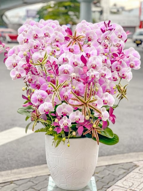 Chậu Lan Hồ Điệp KG238
