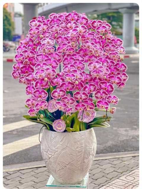 Chậu Lan Hồ Điệp KG239