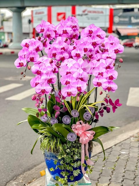 Chậu Lan Hồ Điệp KG253