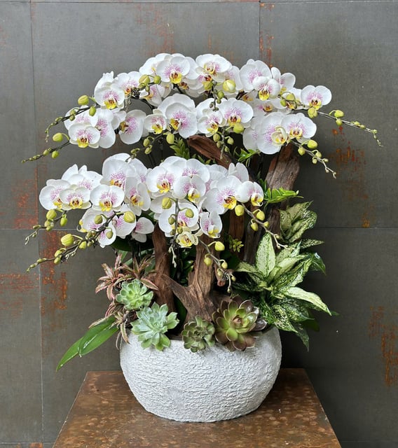Chậu Lan Hồ Điệp KG207