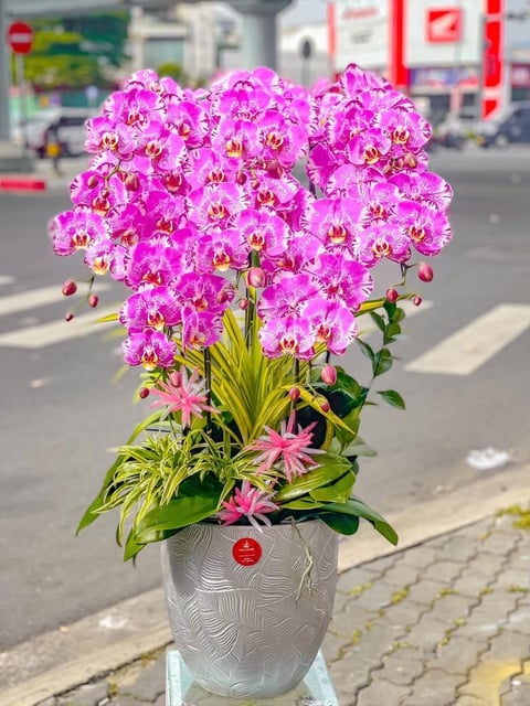 Chậu Lan Hồ Điệp KG229