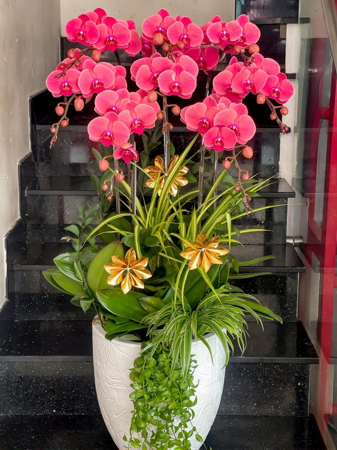 Chậu Lan Hồ Điệp KG248