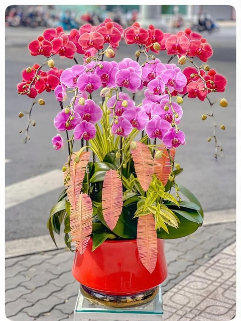 Chậu Lan Hồ Điệp KG252