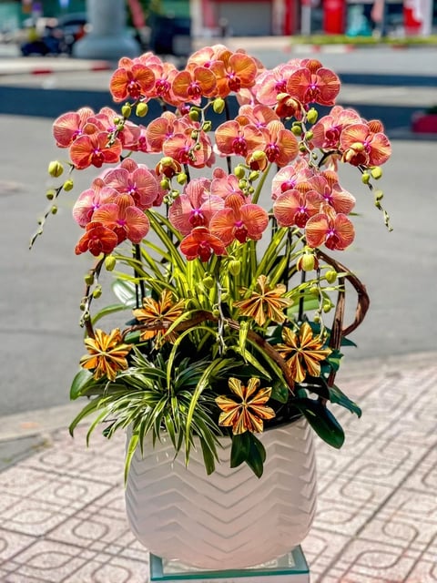 Chậu Lan Hồ Điệp KG226