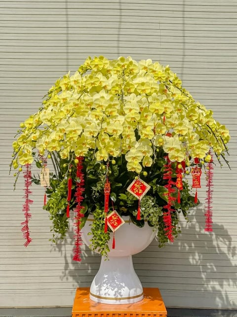 Chậu Lan Hồ Điệp KG255