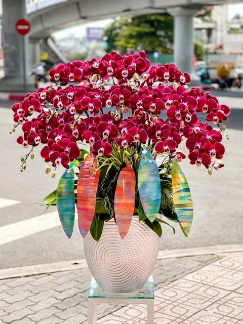 Chậu Lan Hồ Điệp KG228