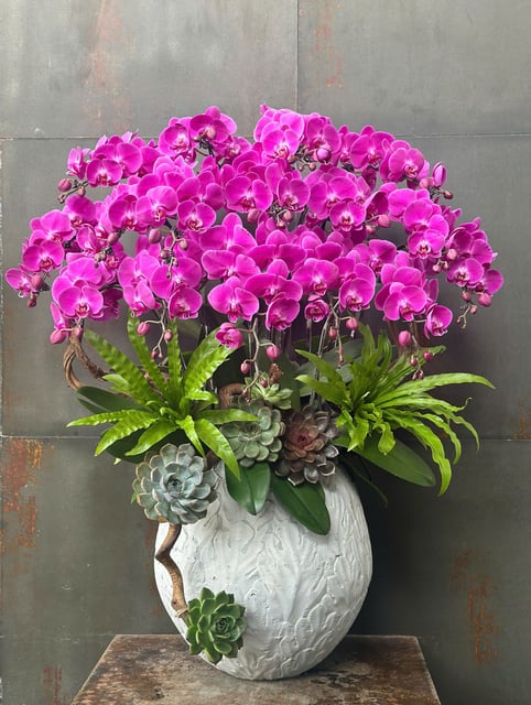 Chậu Lan Hồ Điệp KG202