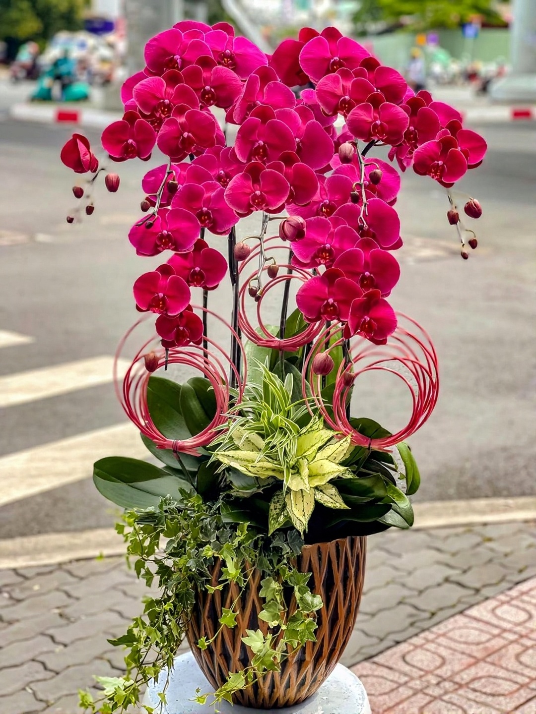 Chậu Lan Hồ Điệp KG214