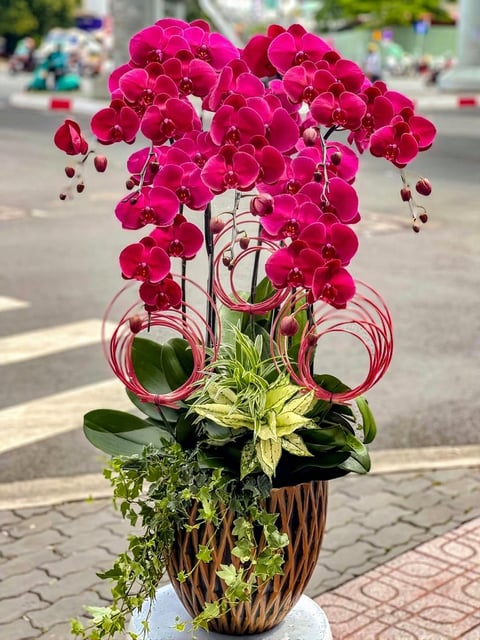 Chậu Lan Hồ Điệp KG214