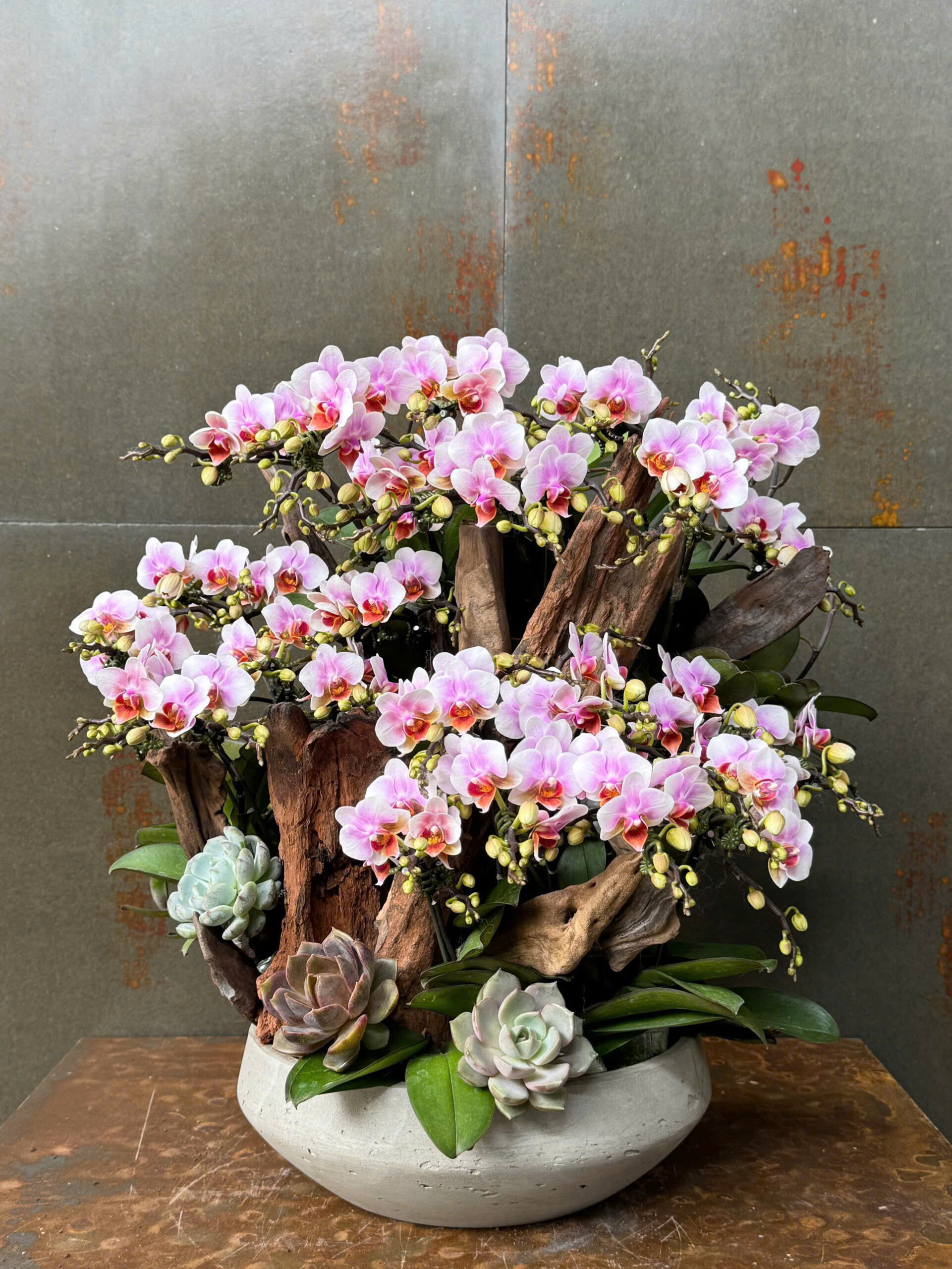 Chậu Lan Hồ Điệp KG203