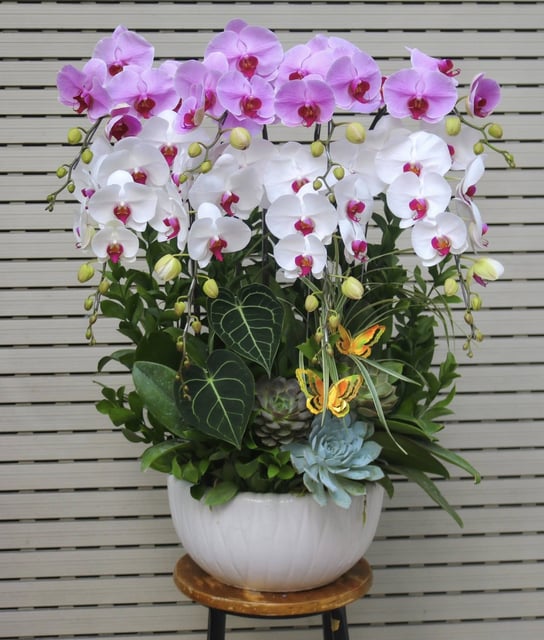 Chậu Lan Hồ Điệp KG211