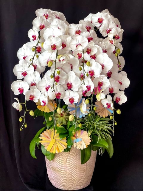 Chậu Lan Hồ Điệp KG243