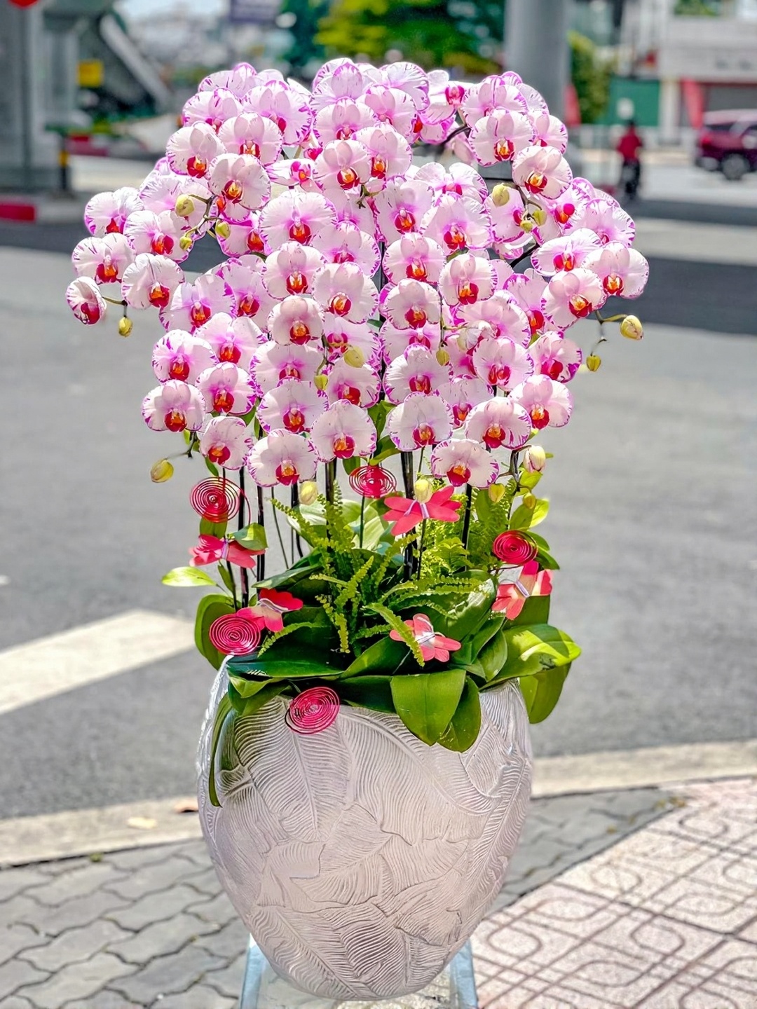 Chậu Lan Hồ Điệp KG212