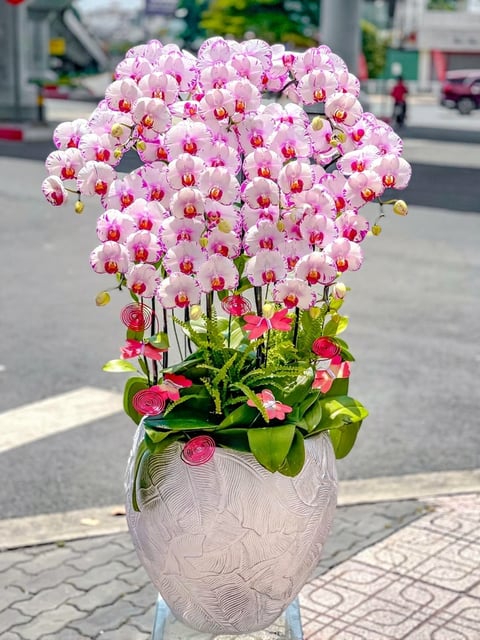 Chậu Lan Hồ Điệp KG212