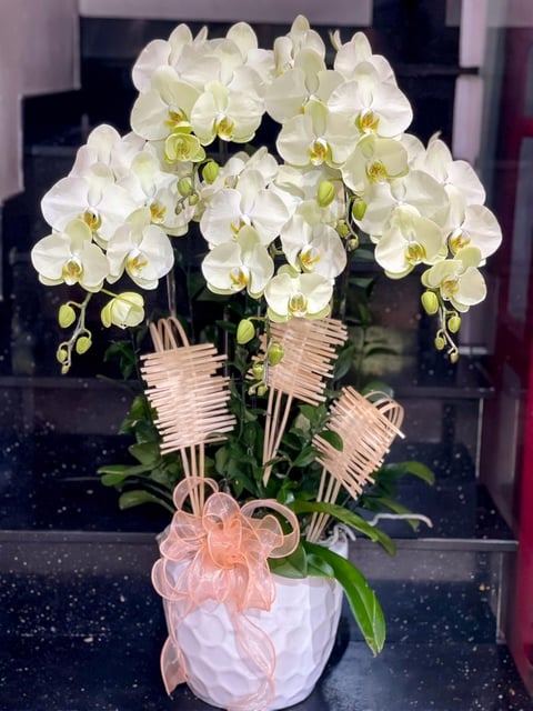 Chậu Lan Hồ Điệp KG242