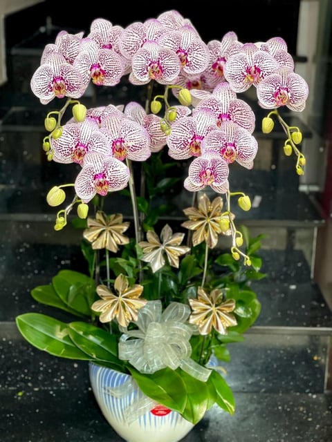 Chậu Lan Hồ Điệp KG245