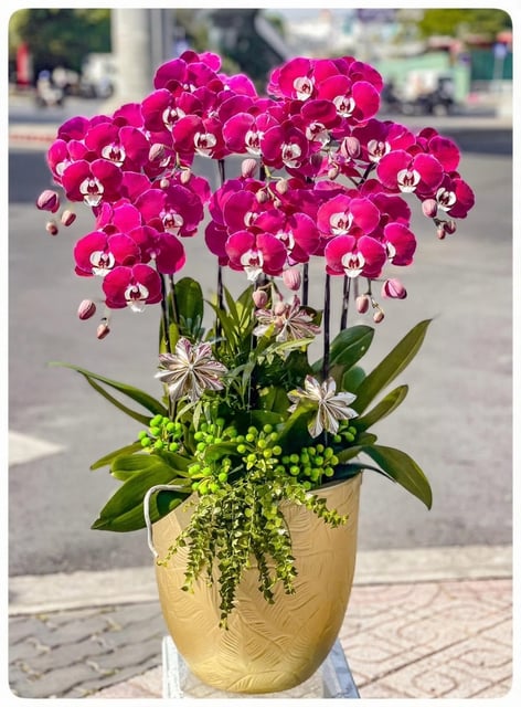 Chậu Lan Hồ Điệp KG227