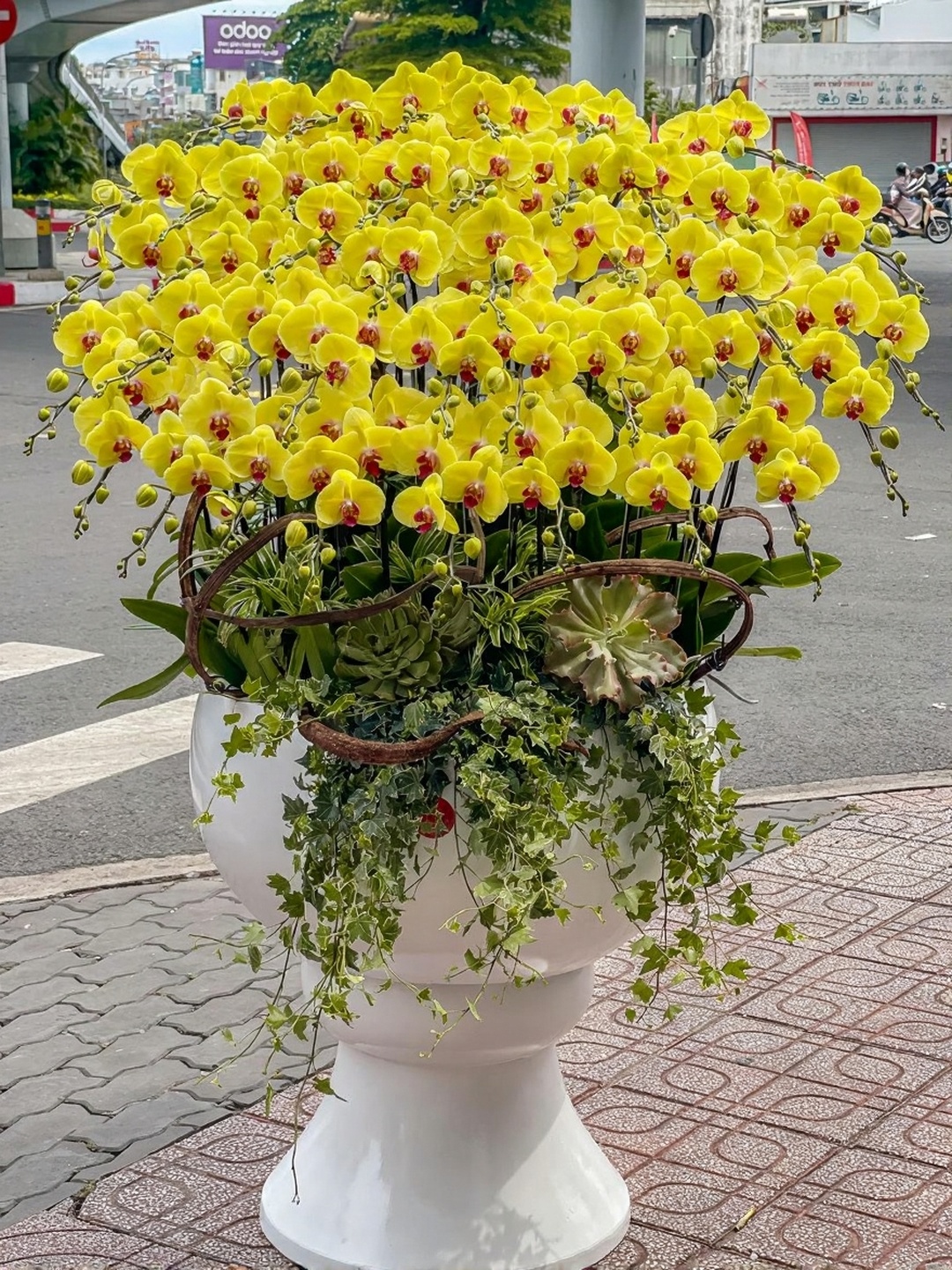 Chậu Lan Hồ Điệp KG225
