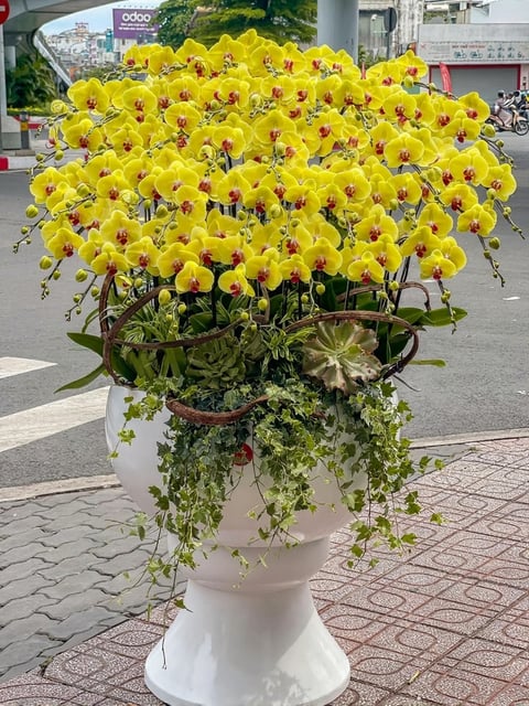 Chậu Lan Hồ Điệp KG225