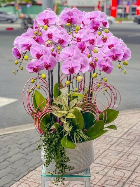 Chậu Lan Hồ Điệp KG216