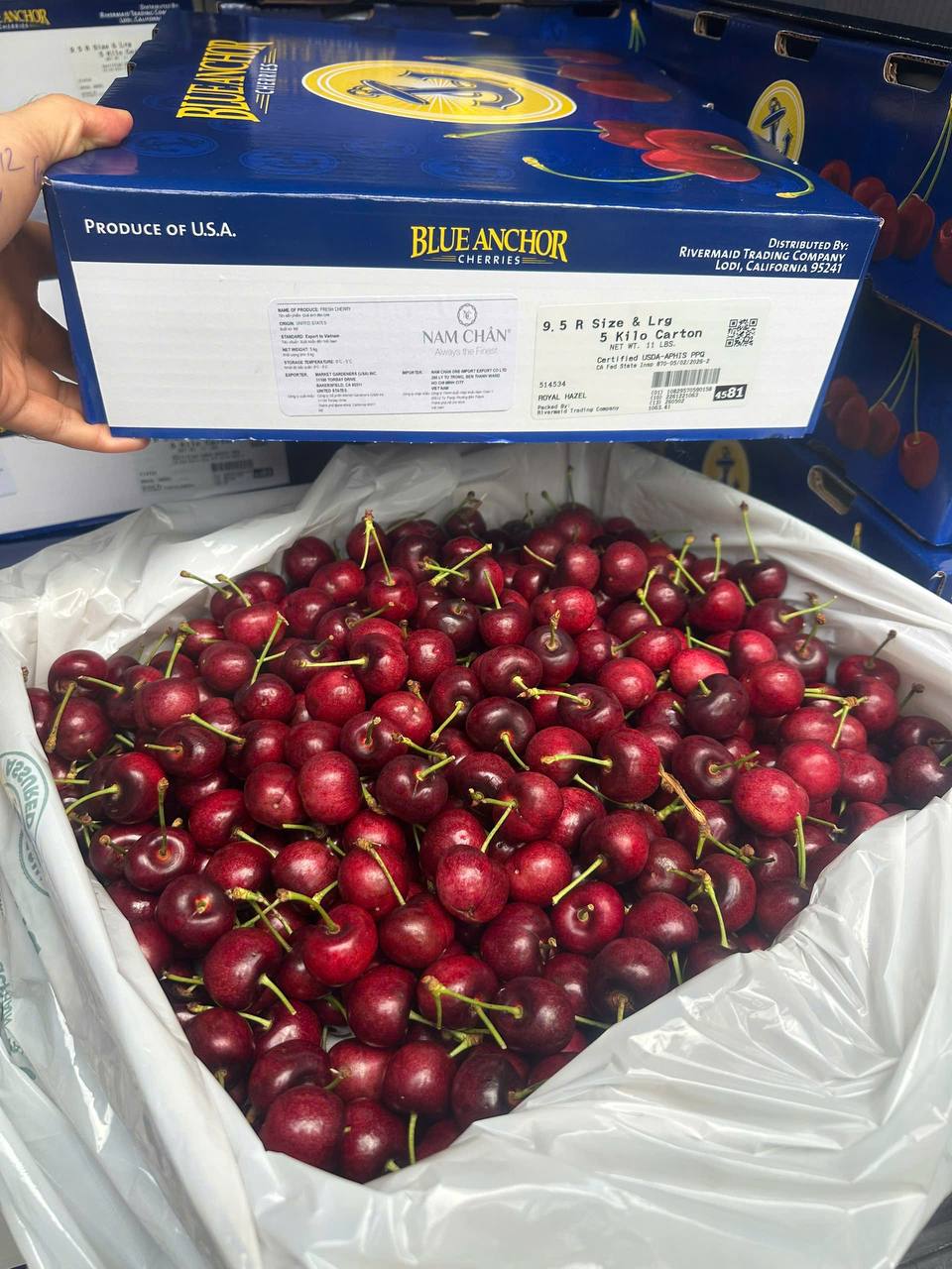 Cherry Mỹ Blue Anchor Size 9.5