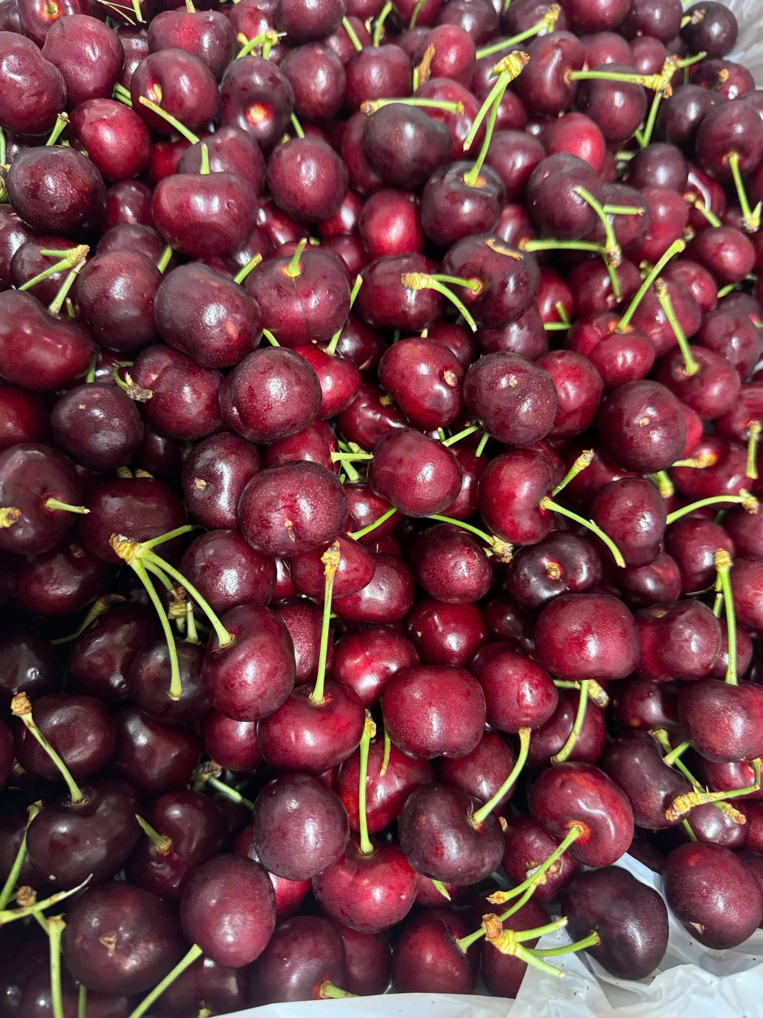 Cherry Mỹ SUN TREE Size 10