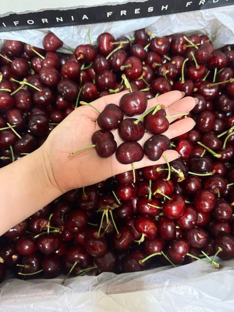 Cherry Mỹ SUN TREE Size 10