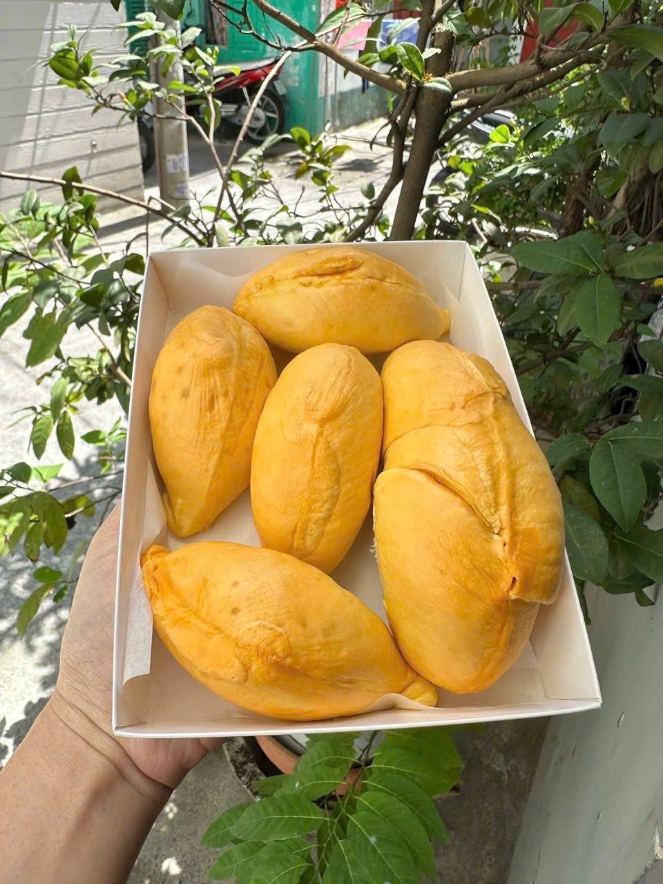 Sầu Riêng Black Thorn