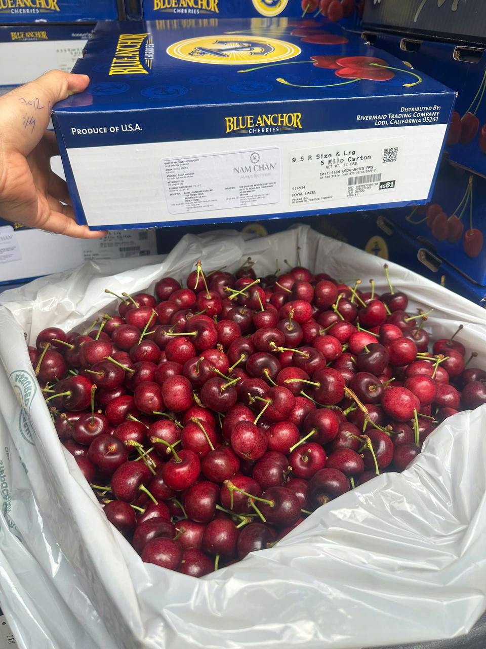Cherry Mỹ Blue Anchor Size 9.5