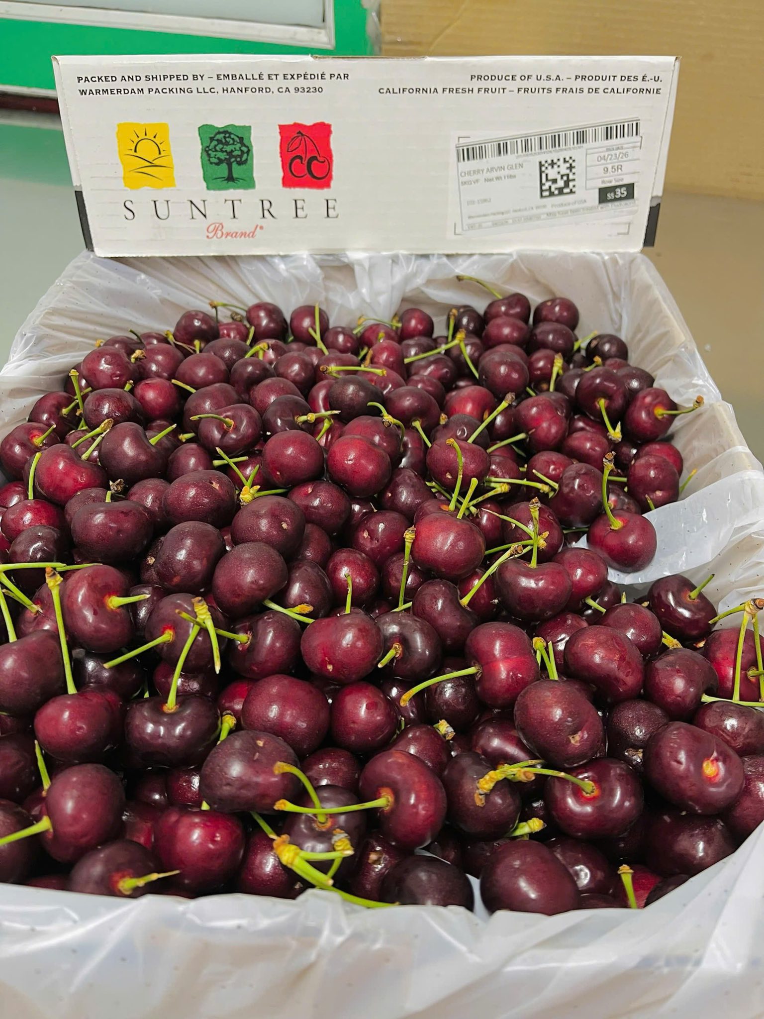 Cherry Mỹ SUN TREE Size 10