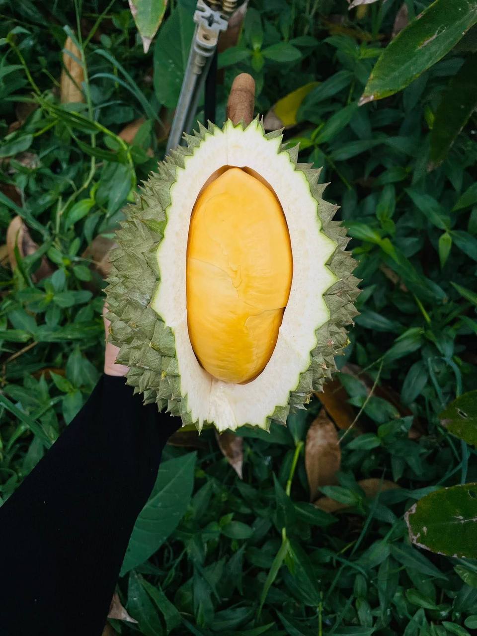 Sầu Riêng Black Thorn