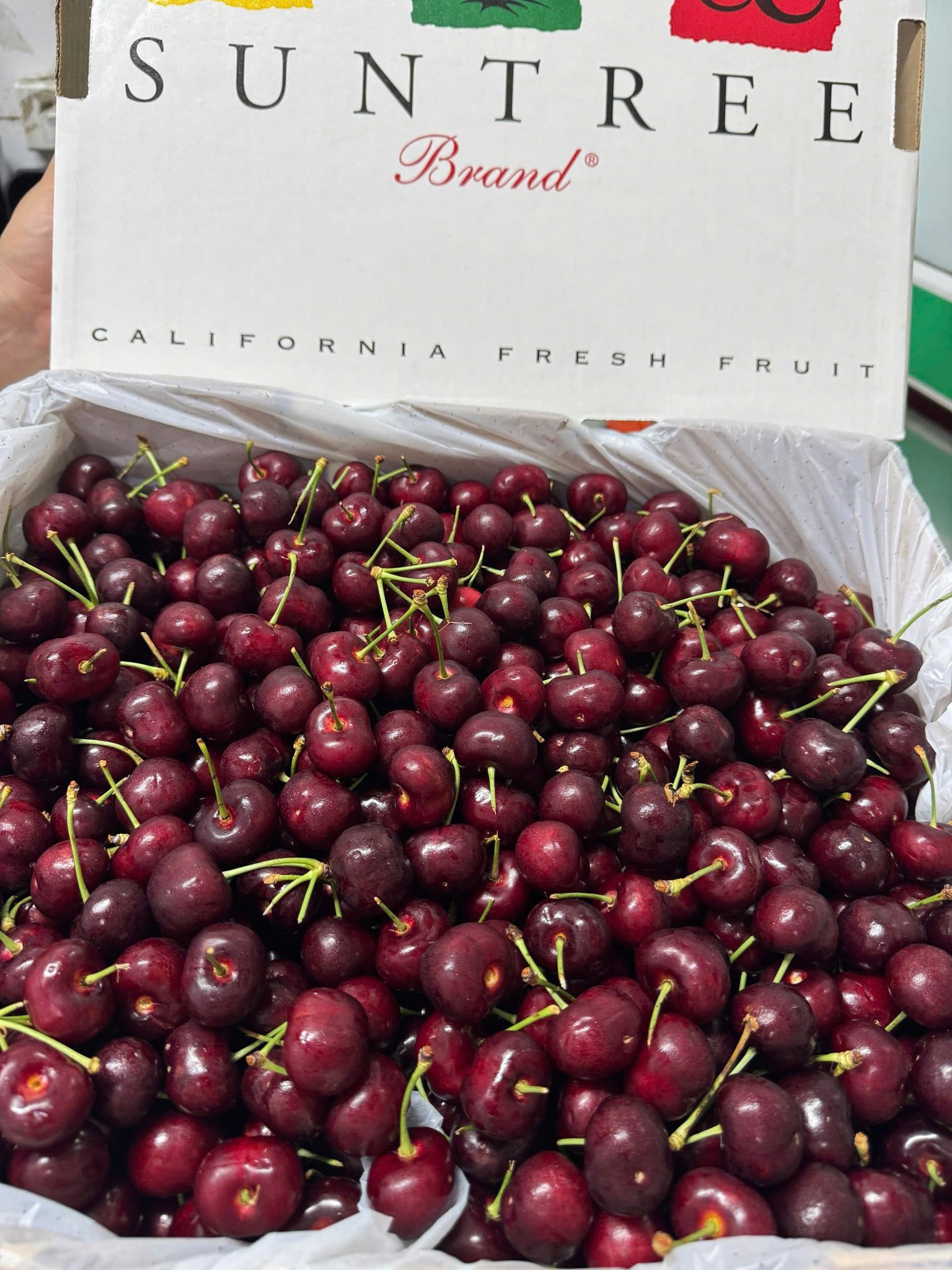 Cherry Mỹ SUN TREE Size 10
