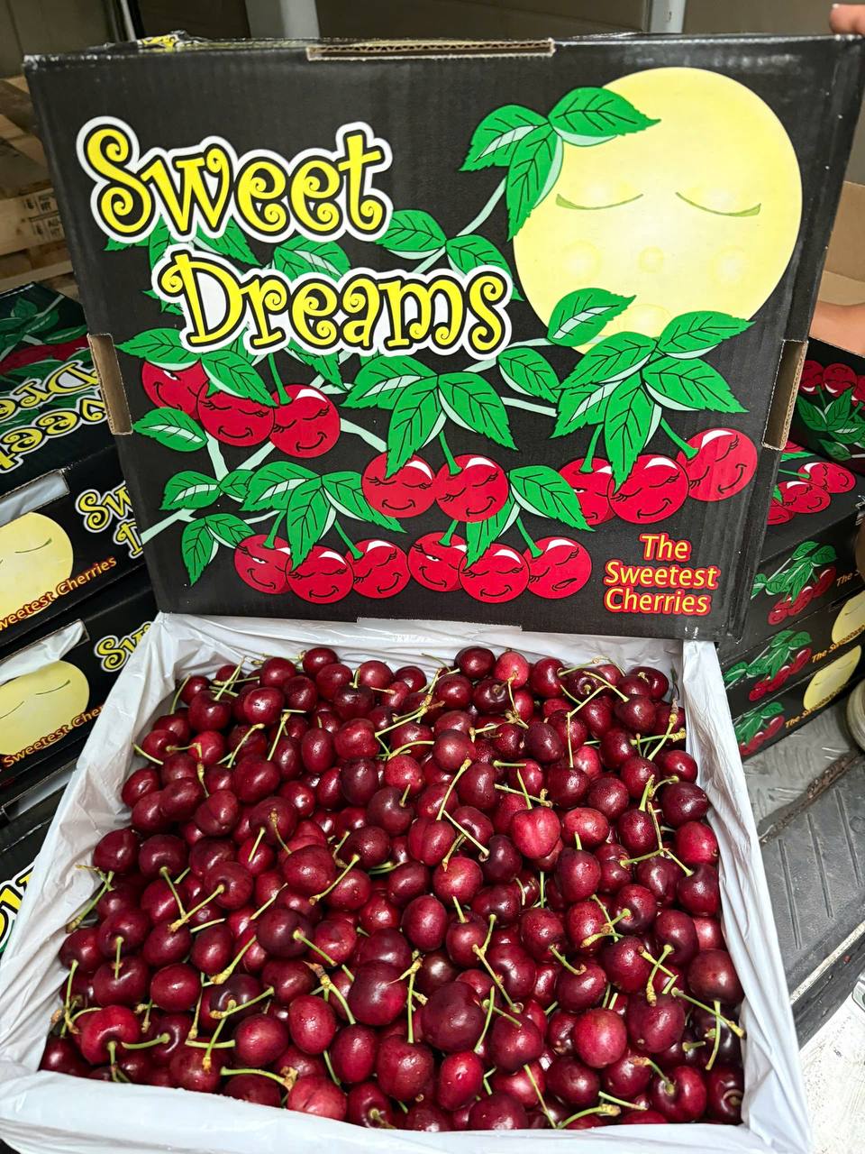 Cherry Mỹ Sweet Dreams Size 9.5 Vip