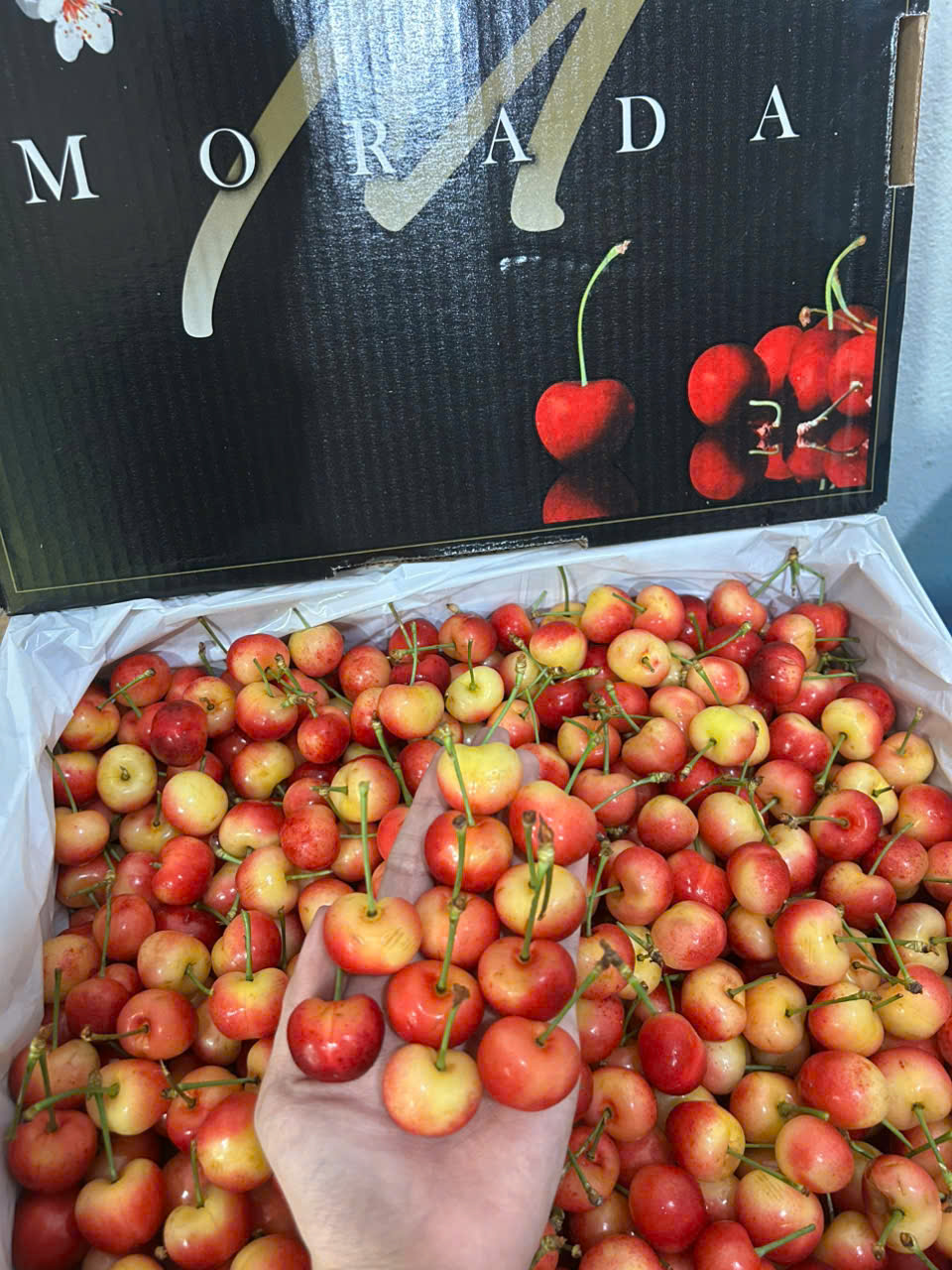 Cherry Vàng Mỹ Morada