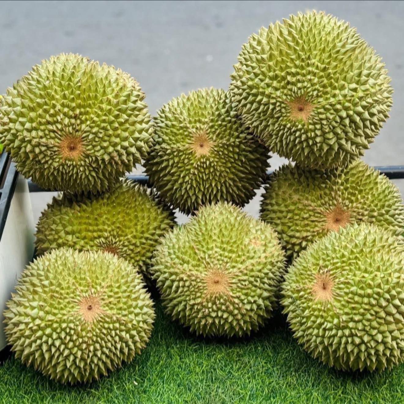 Sầu Riêng Black Thorn