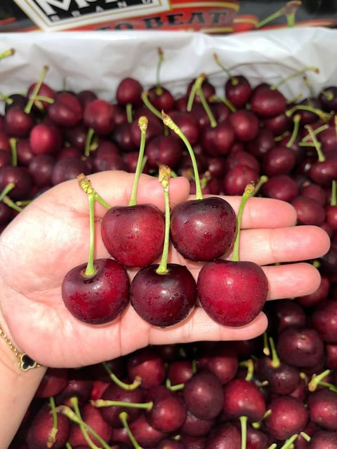Cherry Mỹ M&R Size 9.5