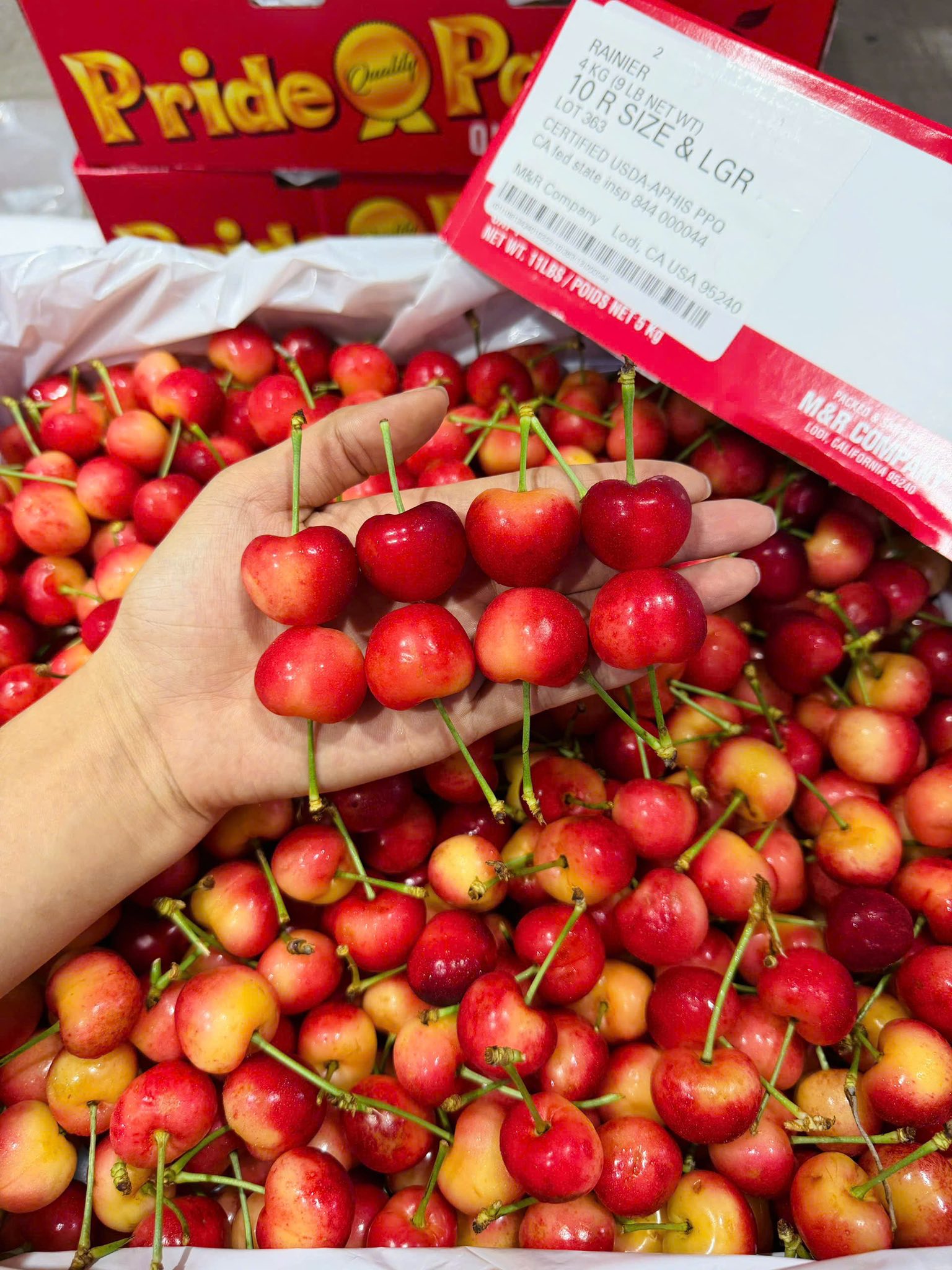 Cherry Vàng Mỹ M&R Size 10